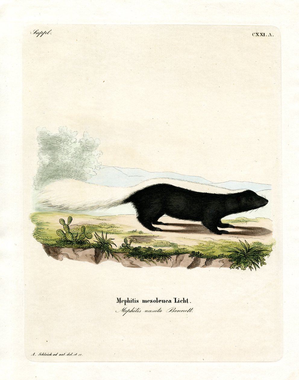 Texan Skunk (kolorowy grawerunek) autorstwa German School