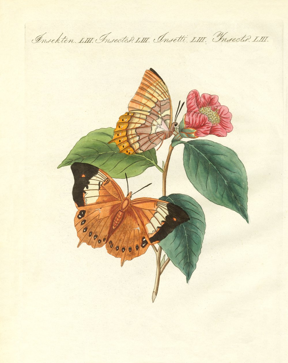Motyl bernardynowy z Chin (kolorowy grawerunek) autorstwa German School
