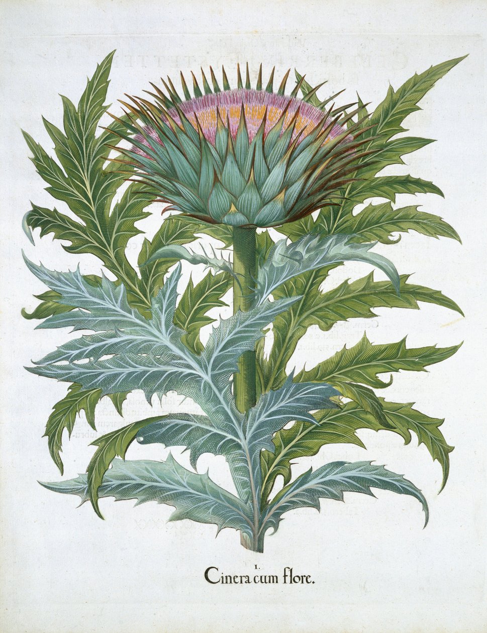 Kardon, z Hortus Eystettensis Basila Beslera (1561-1629), wyd. 1613 (ręcznie kolorowane grawerowanie) autorstwa German School