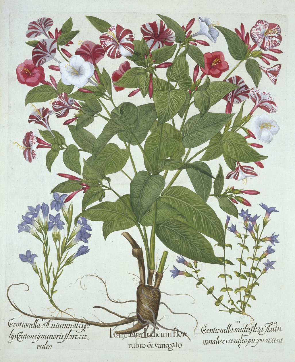 Cud Peru i dwie odmiany goryczki, z Hortus Eystettensis, Basil Besler (1561-1629), wyd. 1613 (grawerowanie ręcznie kolorowane) autorstwa German School