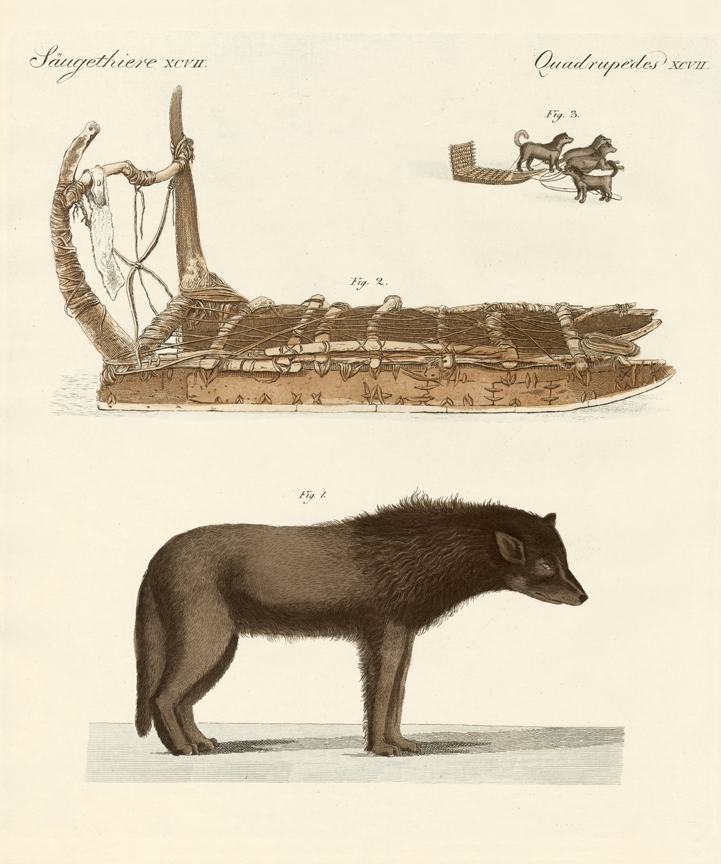 Pies Baffin-Bay (kolorowy grawerunek) autorstwa German School