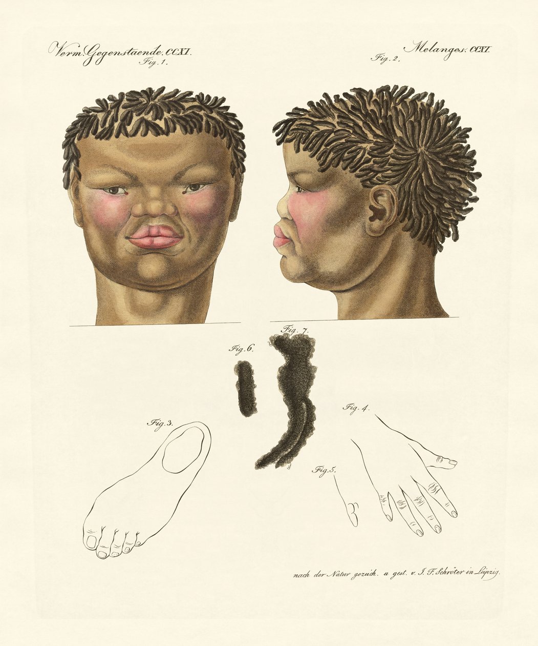 Hottentot lub bushman (kolorowy grawerunek) autorstwa German School