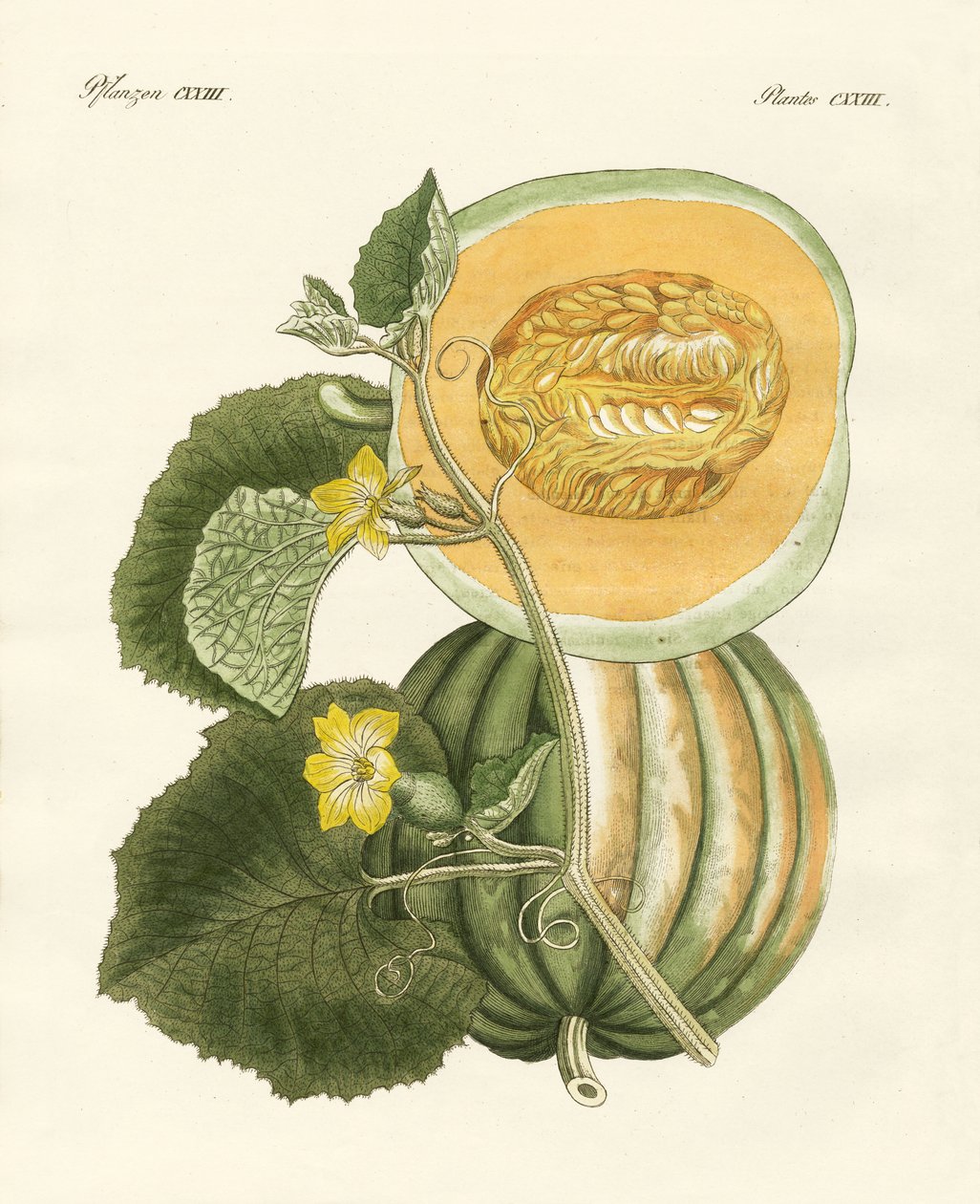 Melon (kolorowy grawer) autorstwa German School