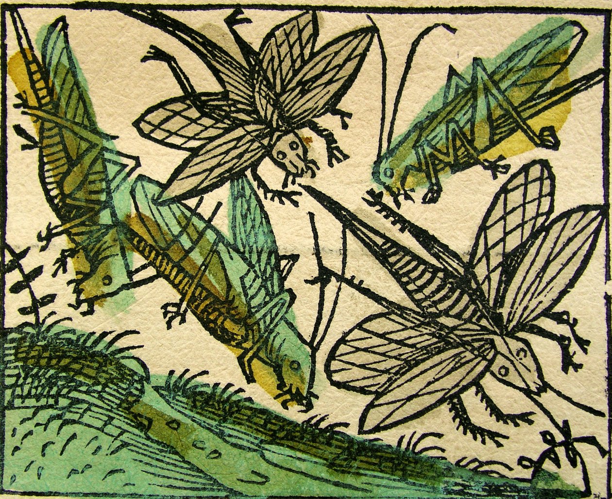 Plaga szarańczy, opublikowana w Kronice norymberskiej, 1493 autorstwa German School