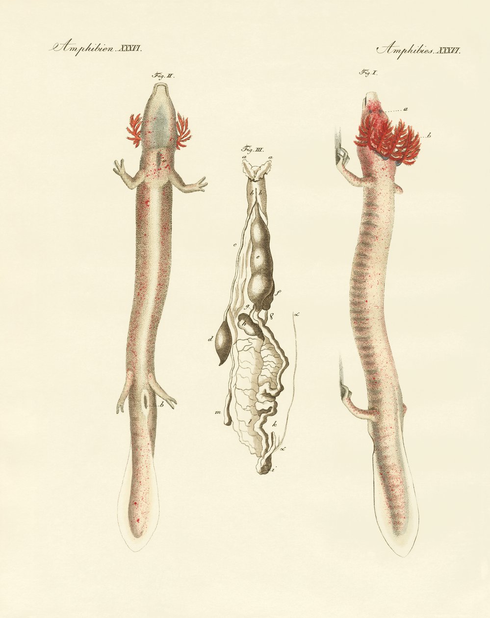 Falisty Proteus (kolorowy grawerunek) autorstwa German School