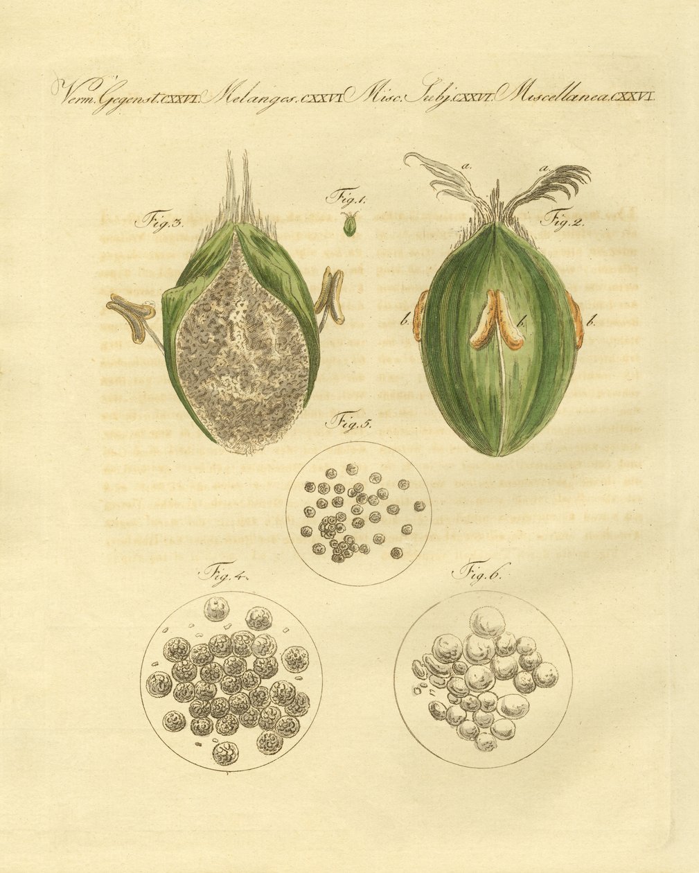 Ustilaginomycotina pszenicy (kolorowy grawerunek) autorstwa German School