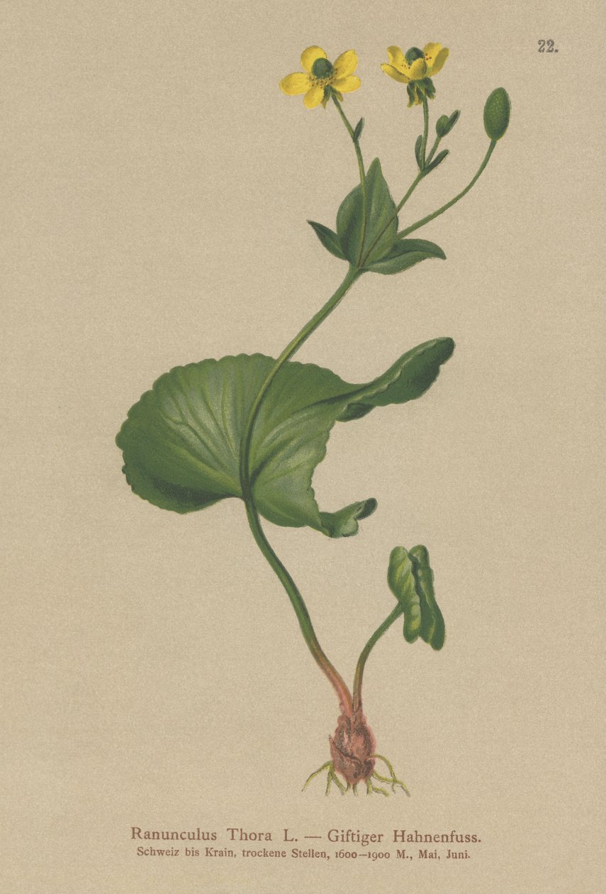 Jaskier Thora (Ranunculus Thora) autorstwa German School