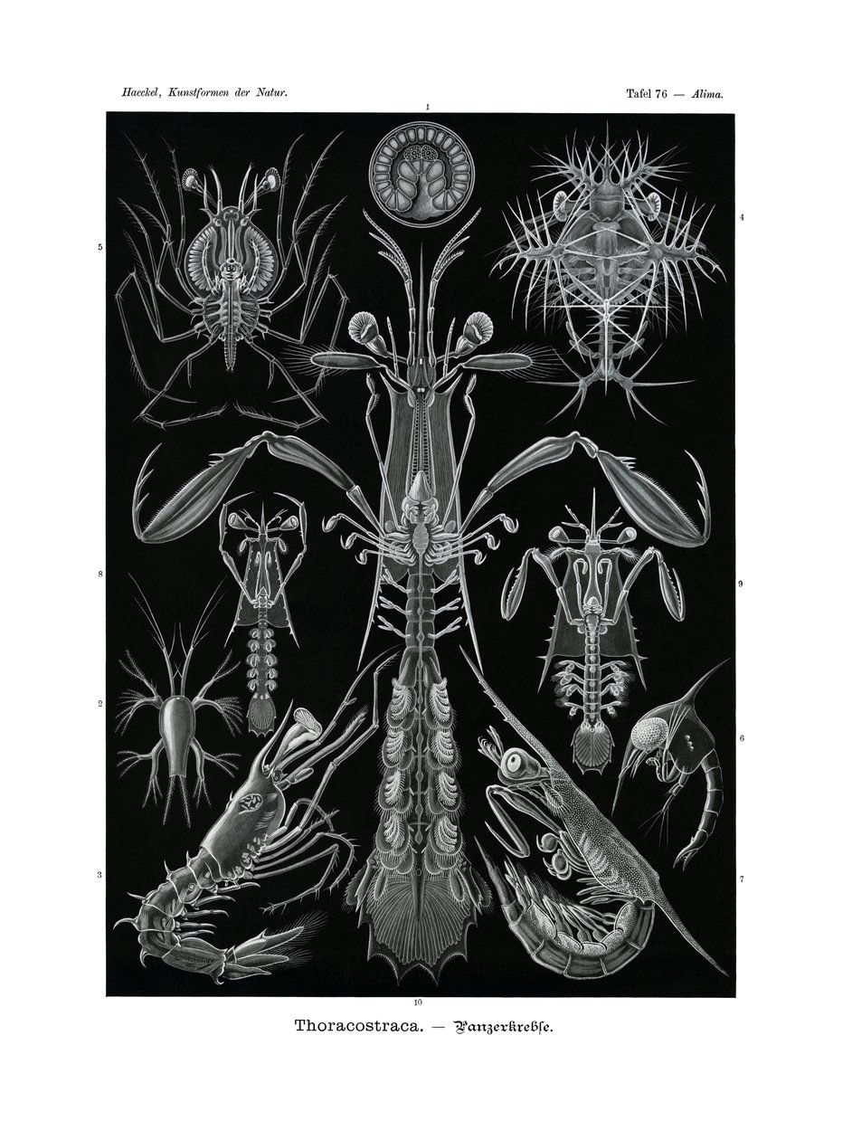 Thoracostraca, 1899-1904 autorstwa German School