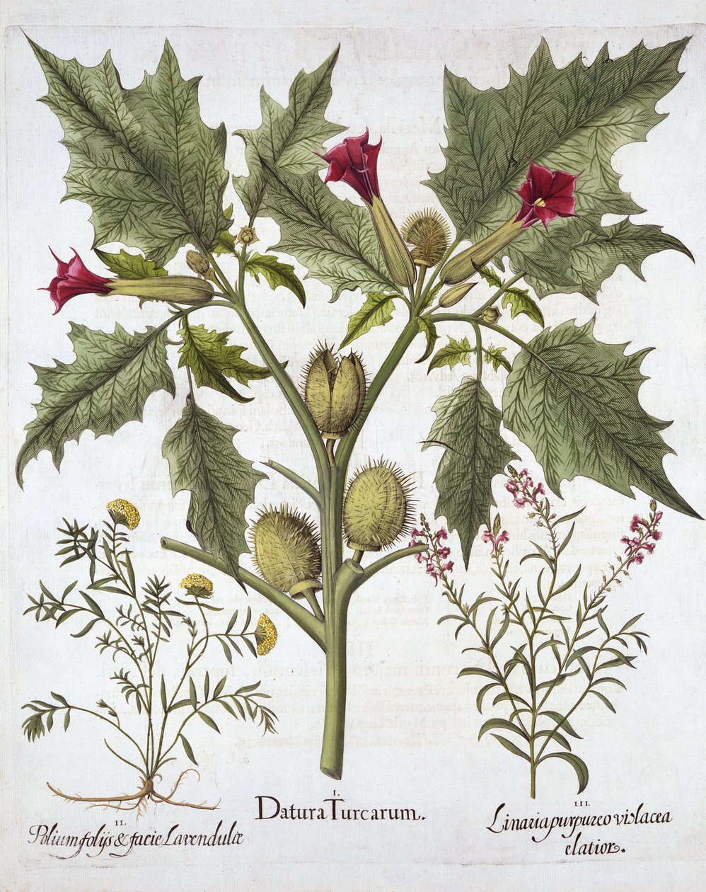 Thorn Apple, Germander i Purple Toadflax, z Hortus Eystettensis, Basil Besler (1561-1629), wyd. 1613 (grawerowanie ręcznie kolorowane) autorstwa German School
