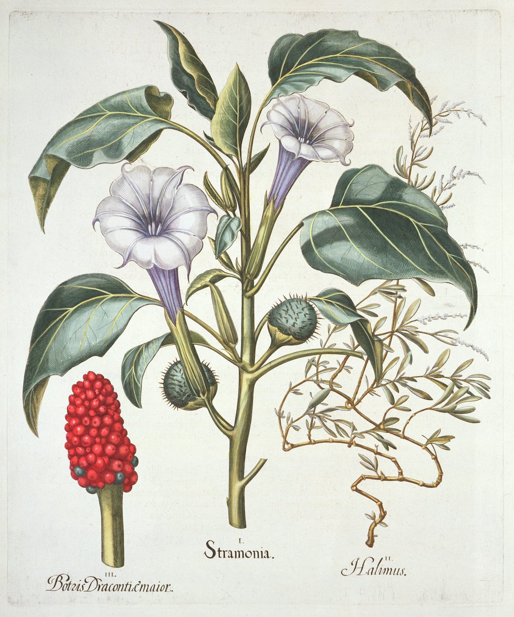 Thorn Apple, z Hortus Eystettensis Basila Beslera (1561-1629), wyd. 1613 (ręcznie kolorowane grawerowanie) autorstwa German School