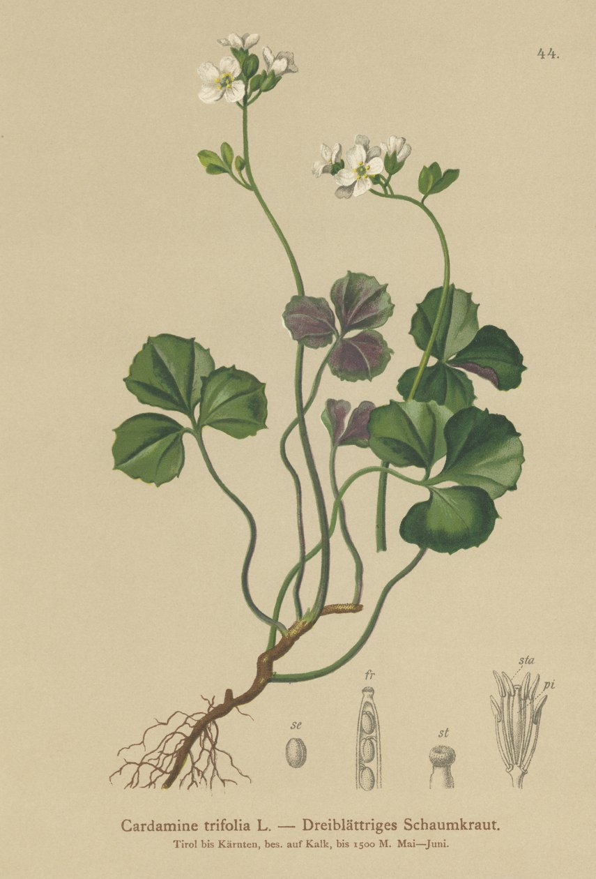 Rzeżucha trójlistna (Cardamine trifolia) autorstwa German School
