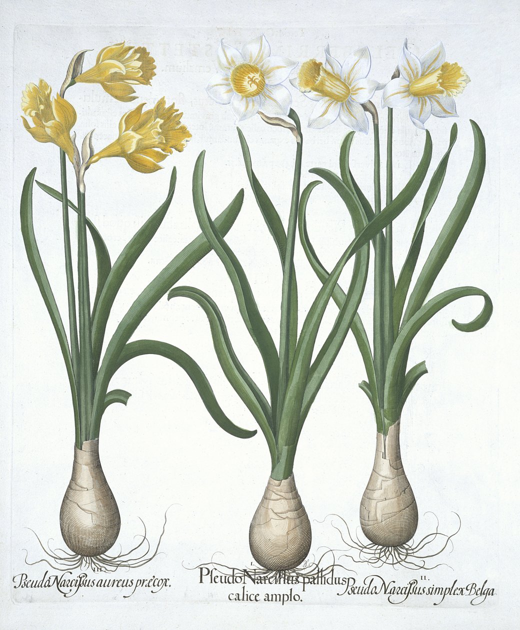 Three Pseudo-narcissi, z Hortus Eystettensis, Basil Besler (1561-1629) wyd. 1613 (ręcznie kolorowane grawerowanie) autorstwa German School
