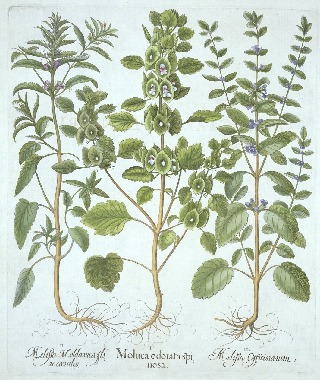 Trzy rodzaje balsamu, z Hortus Eystettensis, Basil Besler (1561-1629), wyd. 1613 (grawerowanie ręcznie kolorowane) autorstwa German School
