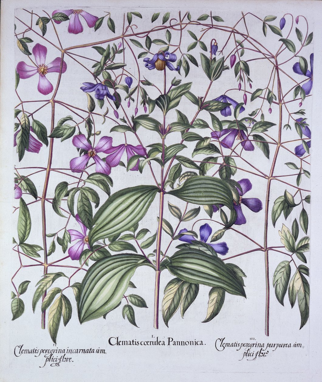 Trzy rodzaje powojników, z Hortus Eystettensis, Basil Besler (1561-1629), wyd. 1613 (grawerowanie ręcznie kolorowane) autorstwa German School