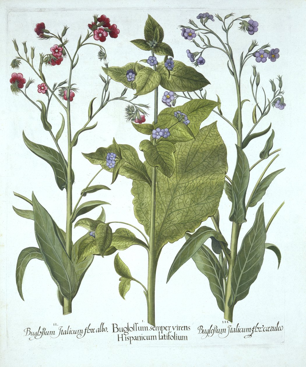 Trzy odmiany Bugloss, z Hortus Eystettensis, Basil Besler (1561-1629), wyd. 1613 (grawerowanie ręcznie kolorowane) autorstwa German School