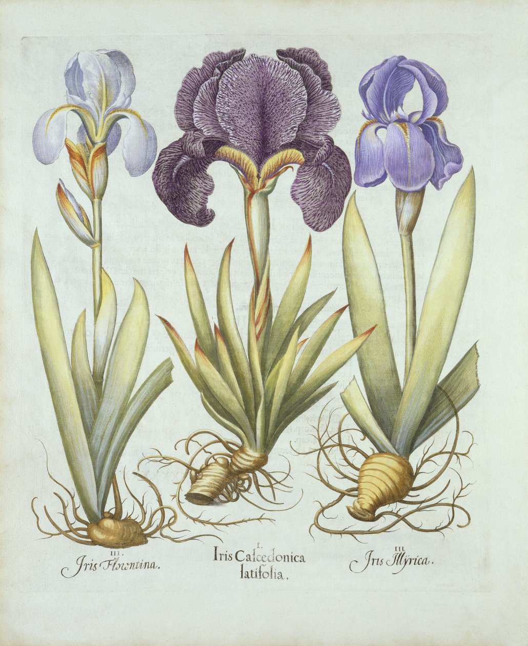 Trzy odmiany kłączowych irysów bez brody, od Hortus Eystettensis, autorstwa Basila Beslera (1561-1629) wyd. 1613 (grawerowanie ręcznie kolorowane) autorstwa German School