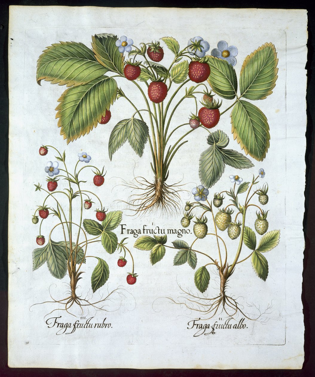 Trzy odmiany truskawek, talerz 116, od Hortus Eystettensis by Basil Besler (1561-1629) pub w 1613 r. (ręcznie barwiony grawerunek) autorstwa German School