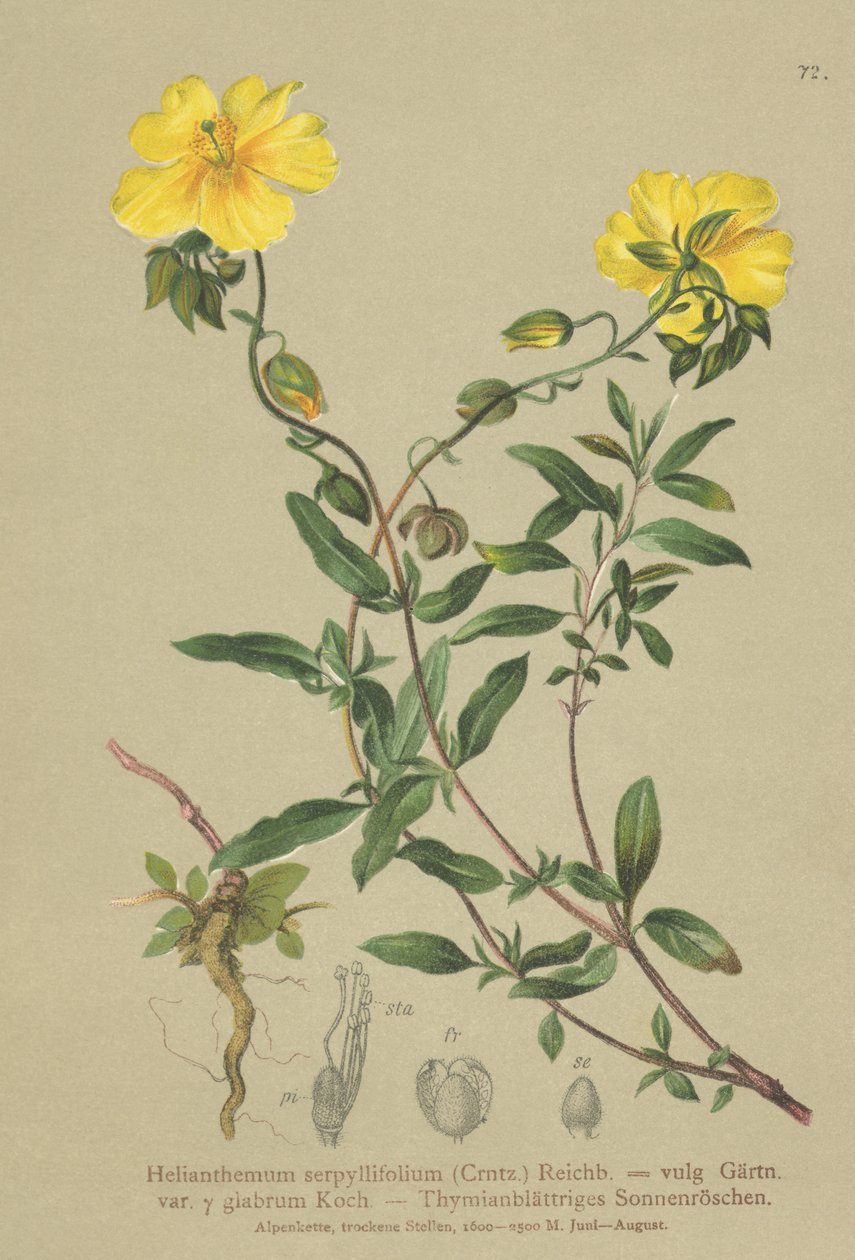 Róża skalna o liściach tymianku (Helianthemum grandiflorum, Helianthemum serpyllifolium, Helianthemum vulgaris) autorstwa German School