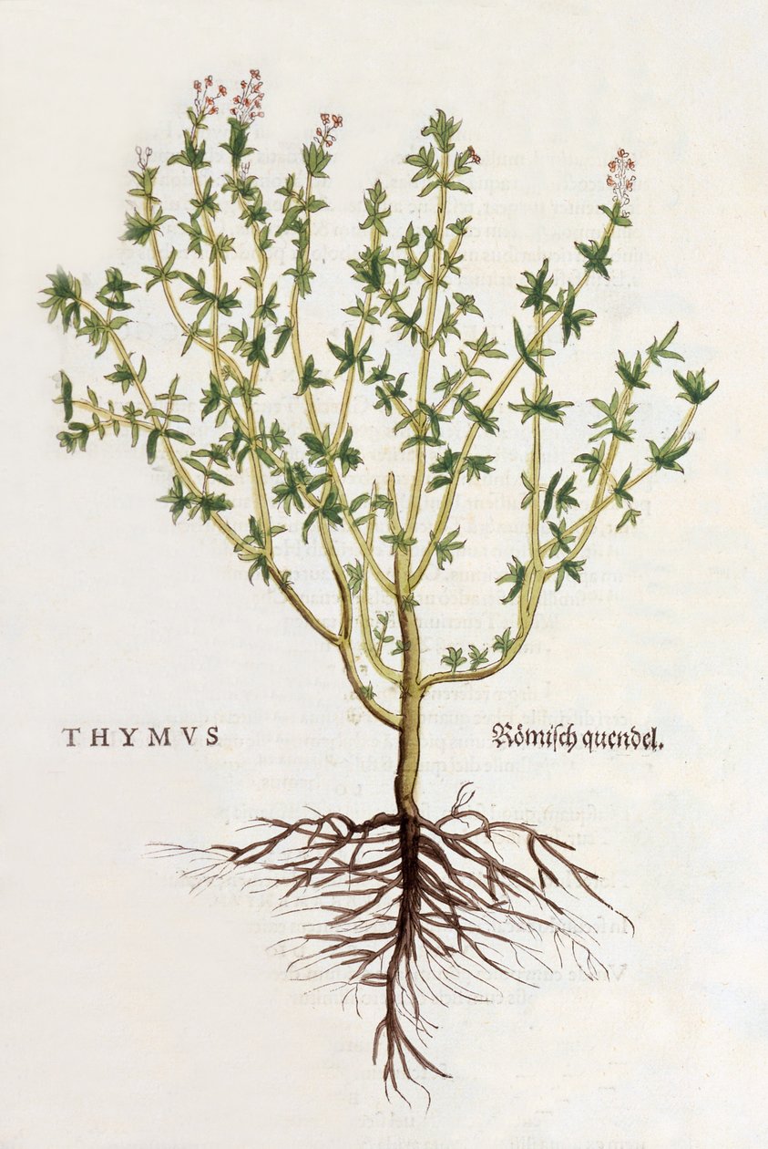 Thymus [tymianek], ilustracja z De historia stirpium commentarii insignes Leonharda Fuchsa, wydanie 1542 (kolorowy drzeworyt) autorstwa German School