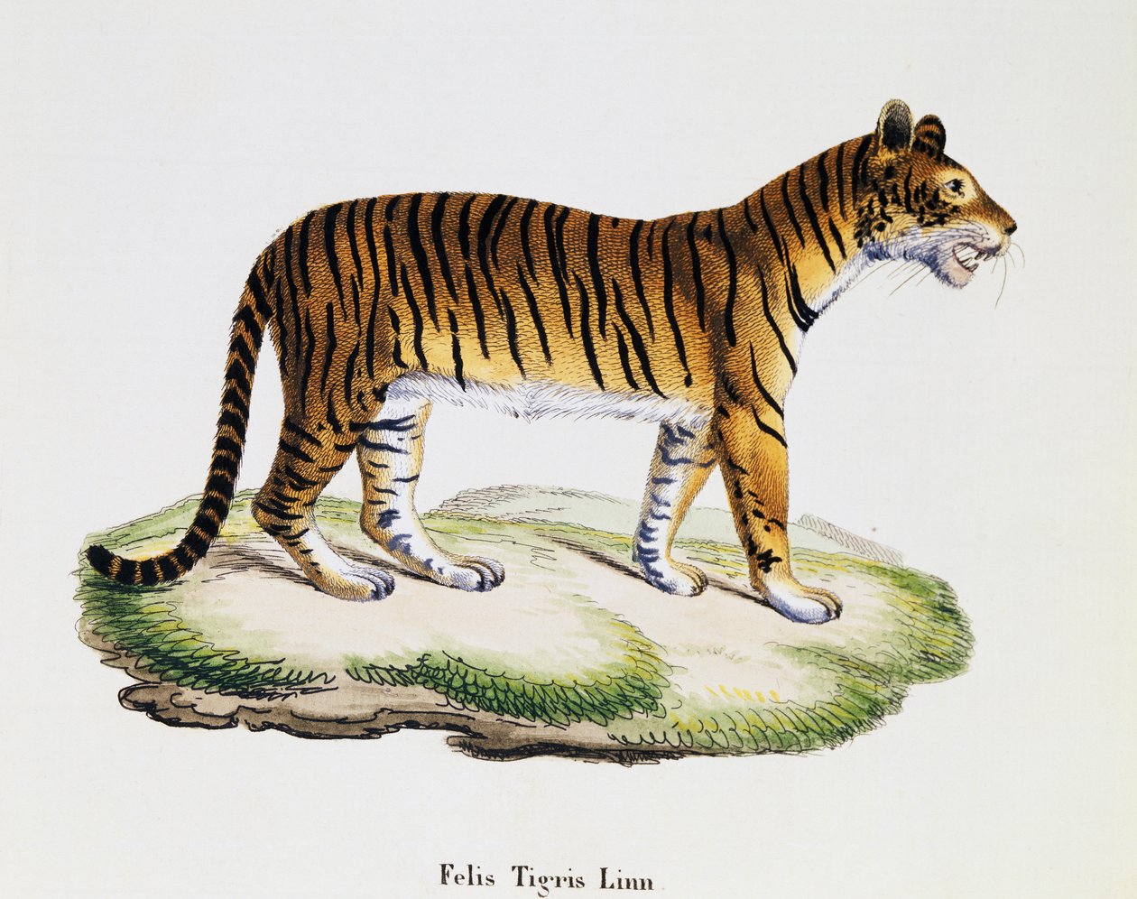 Tygrys (Felis tigris), z Mammals ilustrowany z natury z opisami, Johann Christian Daniel von Schreber (1739-1810), rycina IC Bock wg rysunku A Fleischmanna, tom 3, tabela 98 A, Niemcy autorstwa German School