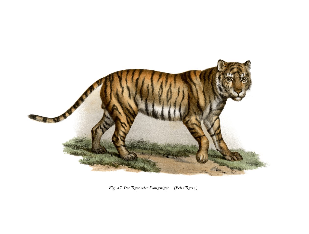 Tygrys, 1860 r autorstwa German School
