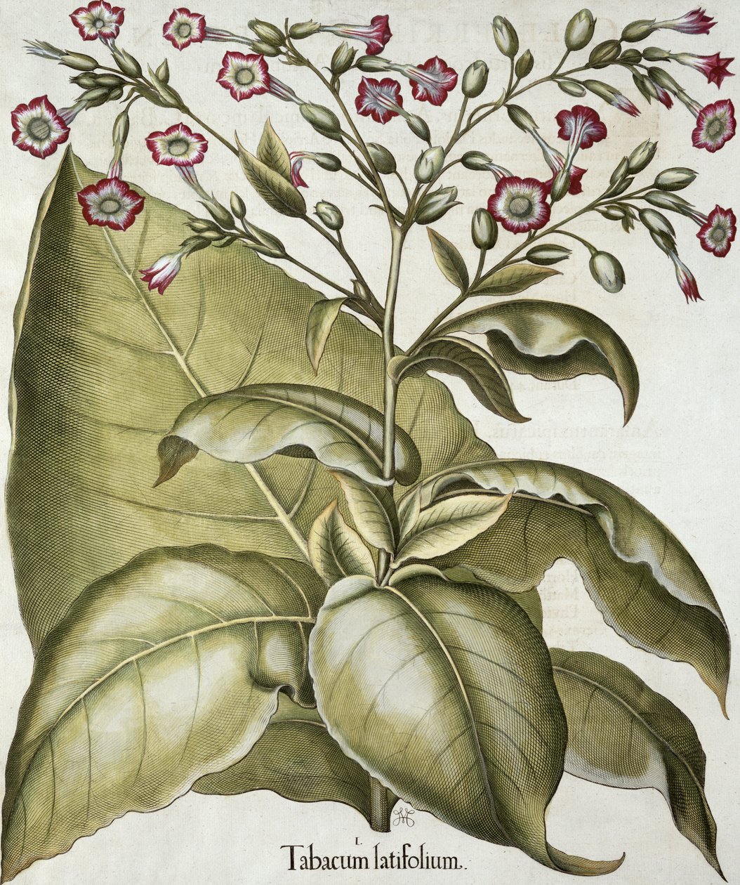 Zakład tytoniowy, z Hortus Eystettensis Basila Beslera (1561-1629), wyd. 1613 (ręcznie kolorowane grawerowanie) autorstwa German School