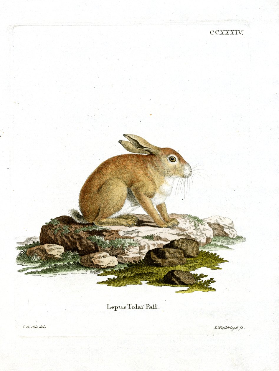 Tolai Hare (kolorowy grawerunek) autorstwa German School