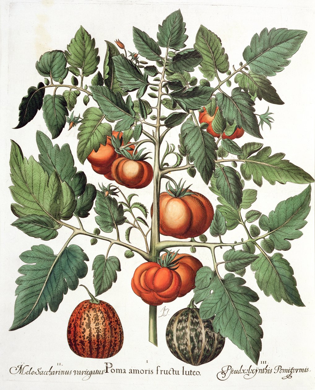 Pomidory i Melony: 1. Jabłka miłości żółte owoce; 2. Melo Saccharinus variegatus; 3.Pseudocolocynthis Pomiformis, z Hortus Eystettensis Basila Beslera (1561-1629), wyd. 1613 autorstwa German School