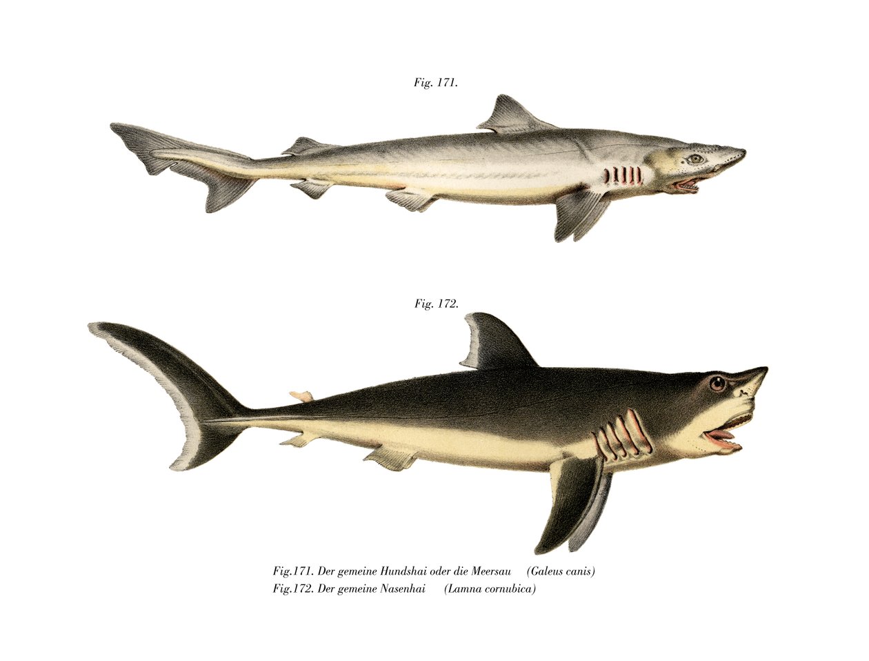 Tope Shark (kolor lito) autorstwa German School