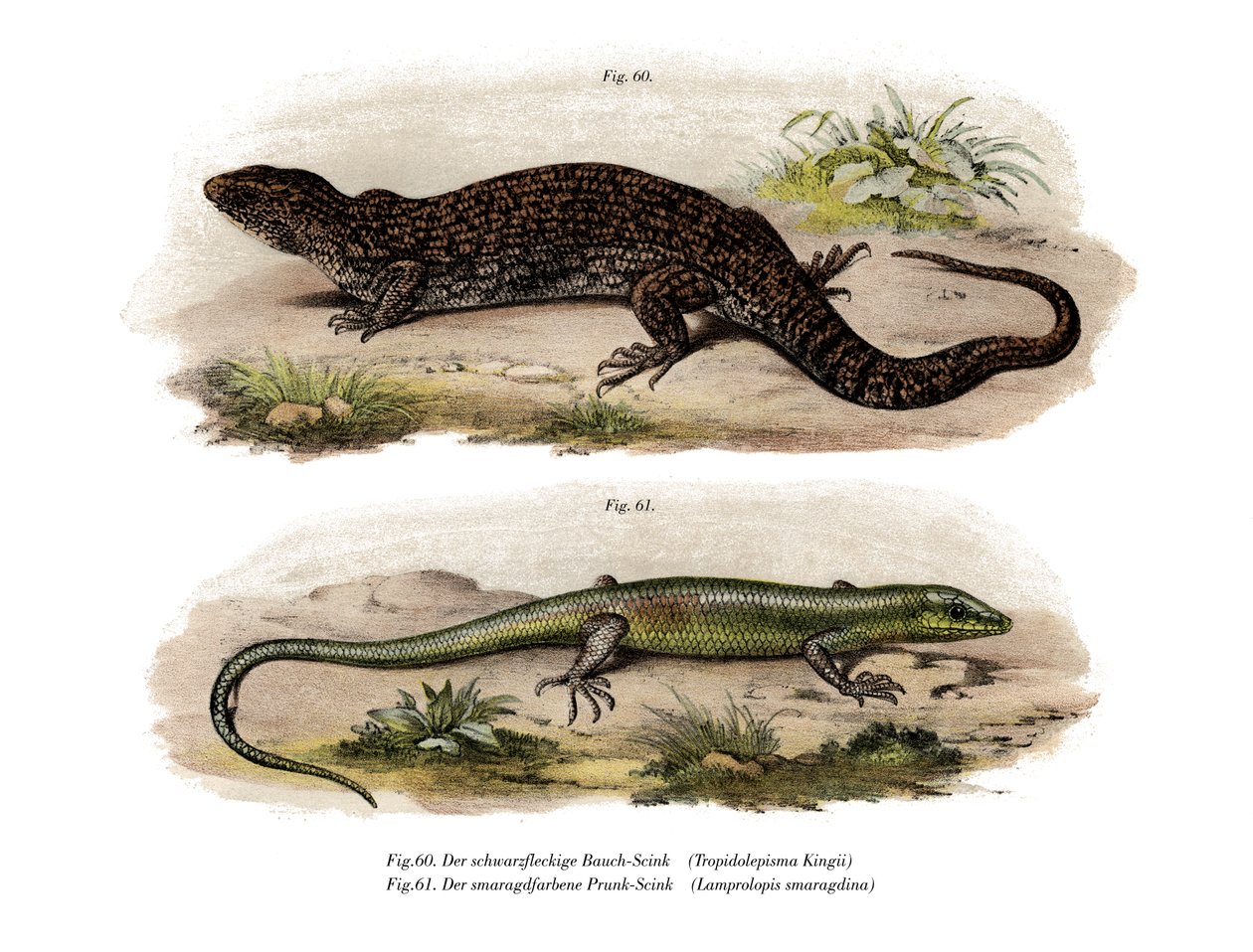Drzewo Skink (kolor lito) autorstwa German School