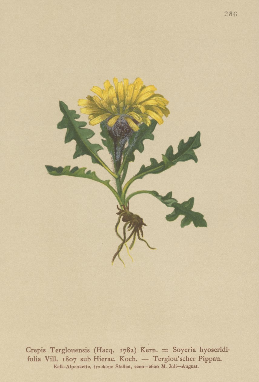 Triglav Hawksbeard (Crepis Terglouensis, Soyeria hyoseridifolia sub Hierac.) autorstwa German School