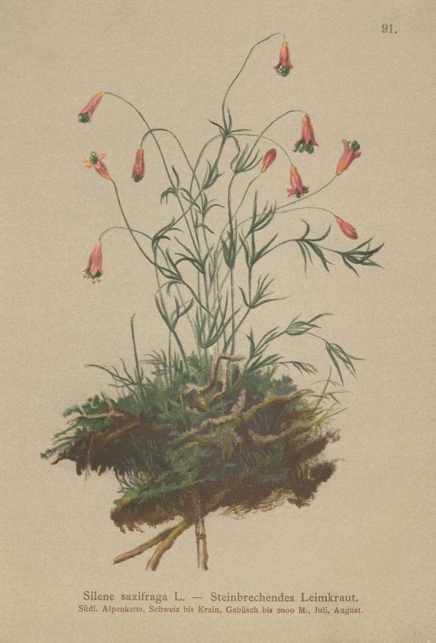 Catchfly (Silene saxifraga) autorstwa German School