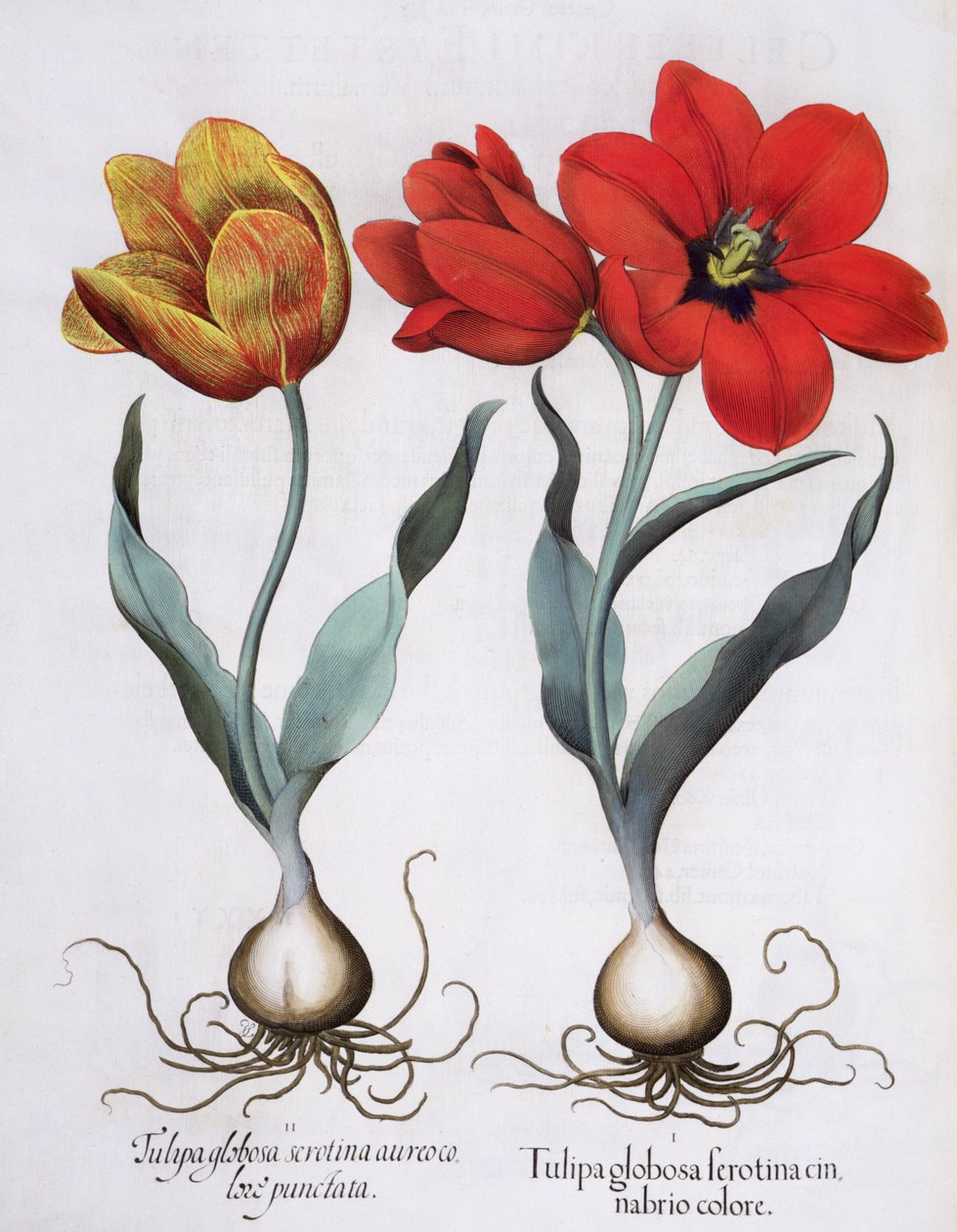 Tulipany: 1.Tulipa globosa serotina cinnabrio kolor; 2.Tulipa globosa serotina aureo color punctata, z Hortus Eystettensis Basila Beslera (1561-1629), wyd. 1613 autorstwa German School