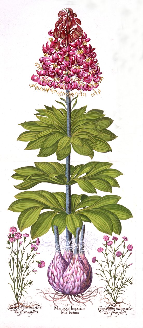 Turks Cap Lily and Dianthus, z Hortus Eystettensis, Basil Besler (1561-1629), wyd. 1613 (grawerowanie ręcznie kolorowane) autorstwa German School