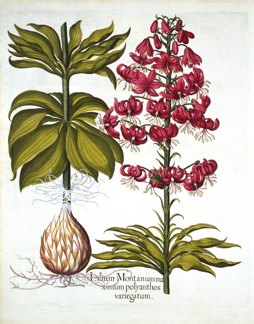 Turks Cap Lily, z Hortus Eystettensis, Basil Besler (1561-1629), wyd. 1613 (grawerowanie ręcznie kolorowane) autorstwa German School