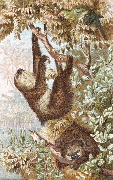 Leniwiec dwunożny, płyta z "Brehms Tierleben: Allgemeine Kunde des Tierreichs", t.2, s.646, opublikowane przez Bibliographisches Institut. autorstwa German School