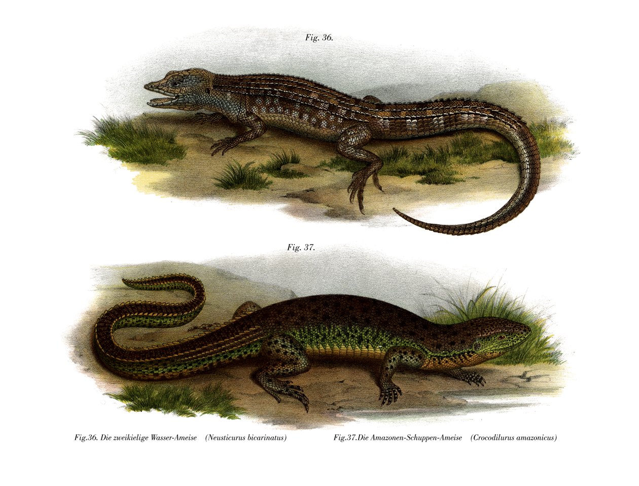 Neusticurus dwulicowy (kolor lito) autorstwa German School