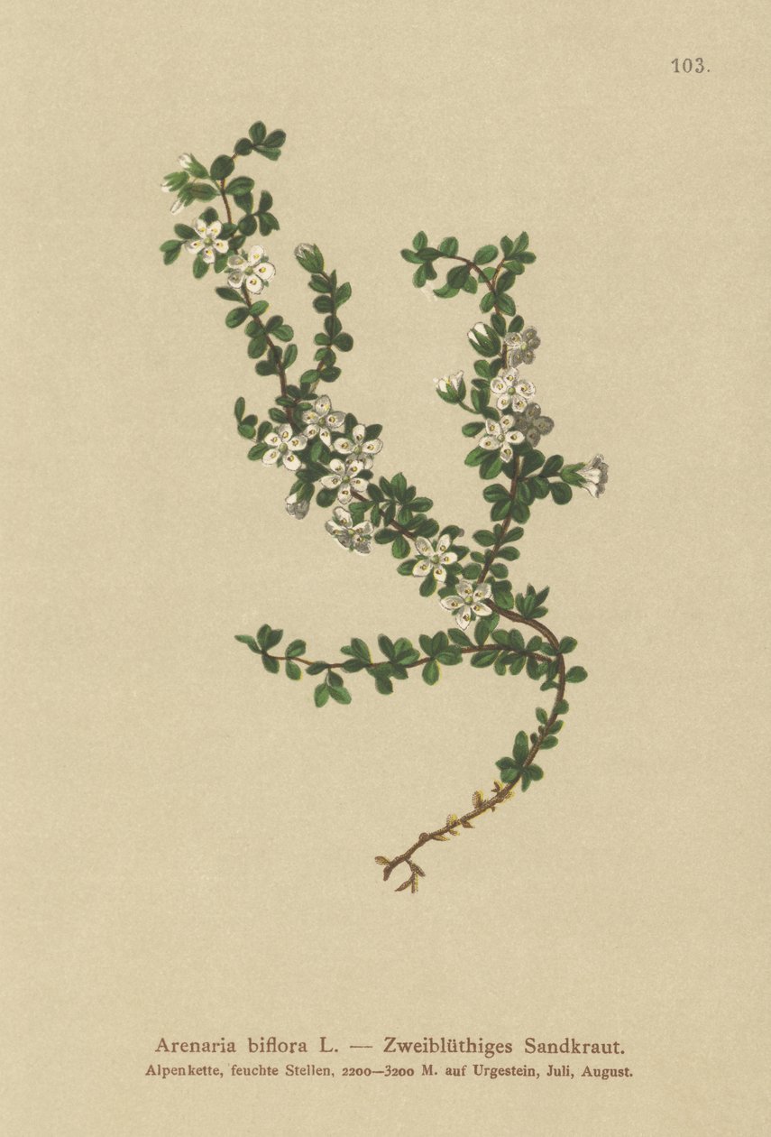 Sandwort dwukwiatowy (Arenaria biflora) autorstwa German School
