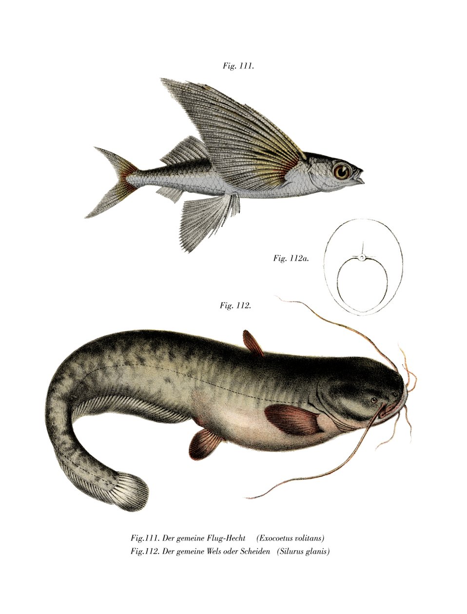 Dwuskrzydły Flyingfish (kolor lito) autorstwa German School