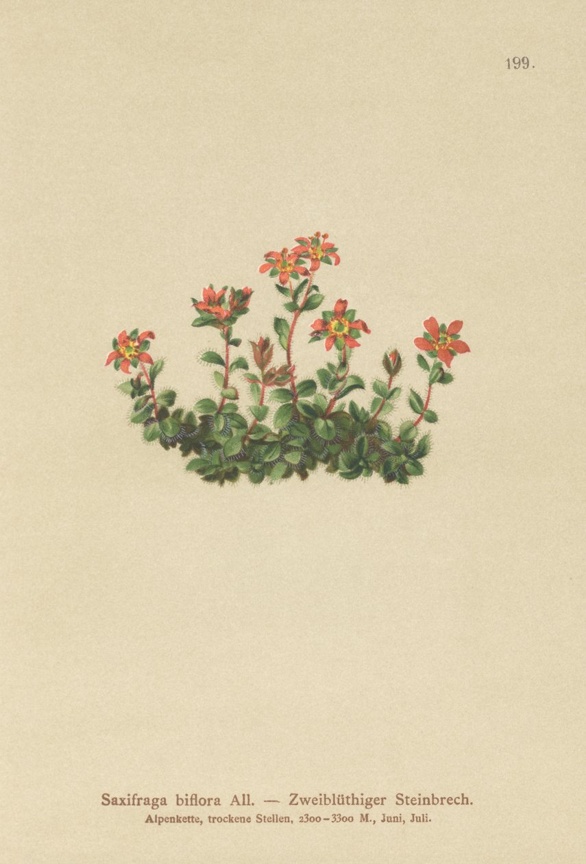 Skalnica dwukwiatowa (Saxifraga biflora) autorstwa German School