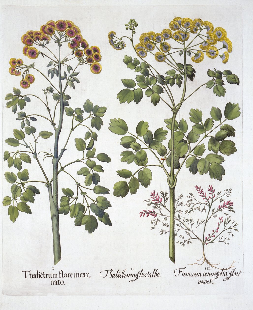Two Kinds of Meadow Rue and Fumewort , z Hortus Eystettensis, Basil Besler (1561-1629), wyd. 1613 (grawerowanie ręcznie kolorowane) autorstwa German School