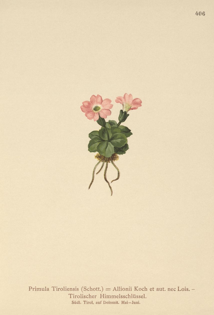 Pierwiosnek tyrolski (Primula tyrolensis, Primula Tirolensis, Primula Allionii) autorstwa German School