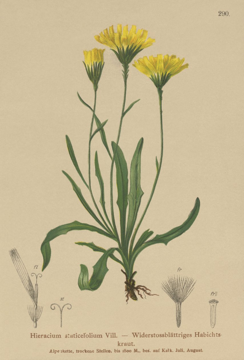 Mleczak parasolowy (Hieracium staticefolium, Hieracium staticifolium, Tolpis staticifolia, Chlorocrepis staticifolium, Chlorocrepis staticifolia) autorstwa German School