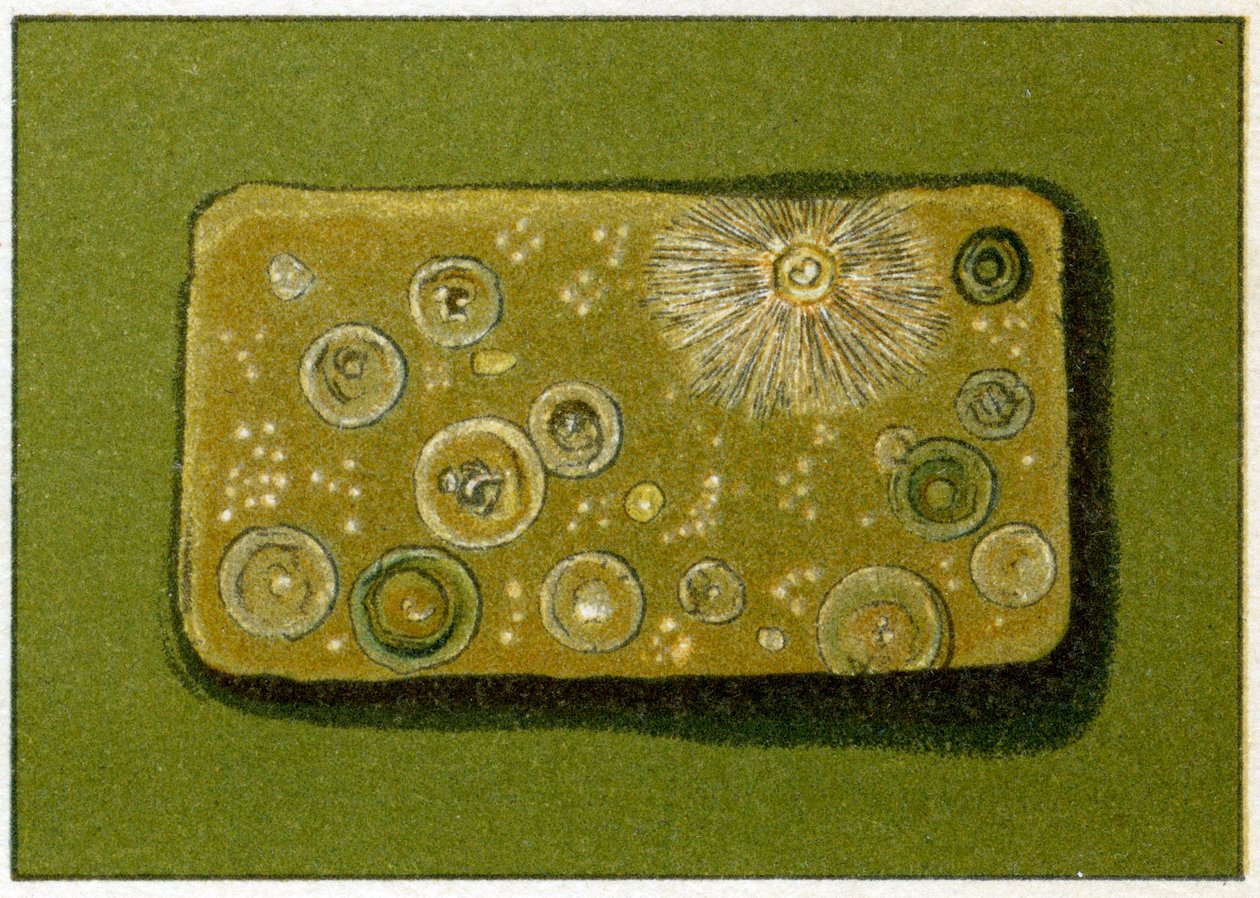 Niezdrowy poziom bakterii w wodzie pitnej, ok. 1890 r. (chromolitografia kolorowa) autorstwa German School