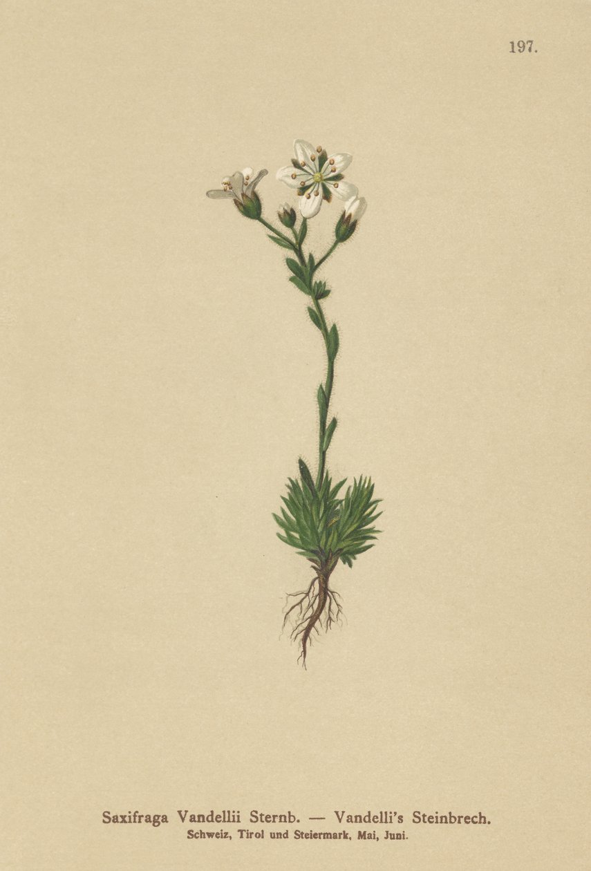 Skalnica Vandellis (Saxifraga Vandellii) autorstwa German School