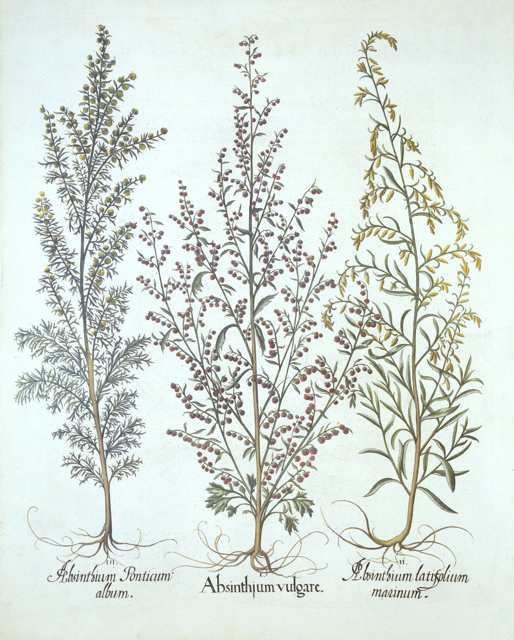 Wariacje Piołunu z Hortus Eystettensis autorstwa Basila Beslera (1561-1629), wyd. 1613 (grawerowanie ręcznie kolorowane) autorstwa German School