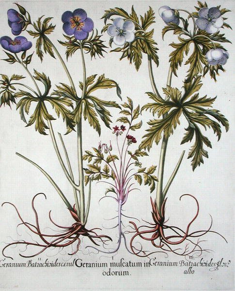 Odmiany Geranium, z "Hortus Eystettensis" Basila Beslera (1561-1629), wyd. 1613 (rycina ręcznie kolorowana) autorstwa German School