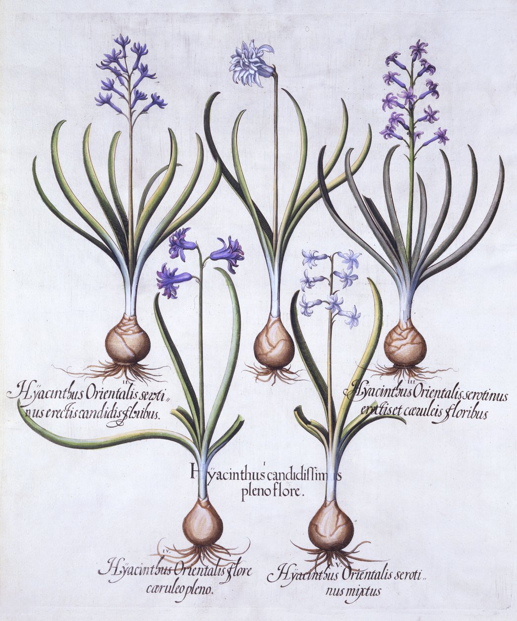 Odmiany hiacynta z cebulką, z Hortus Eystettensis, Basil Besler (1561-1629), wyd. 1613 (grawerowanie ręcznie kolorowane) autorstwa German School