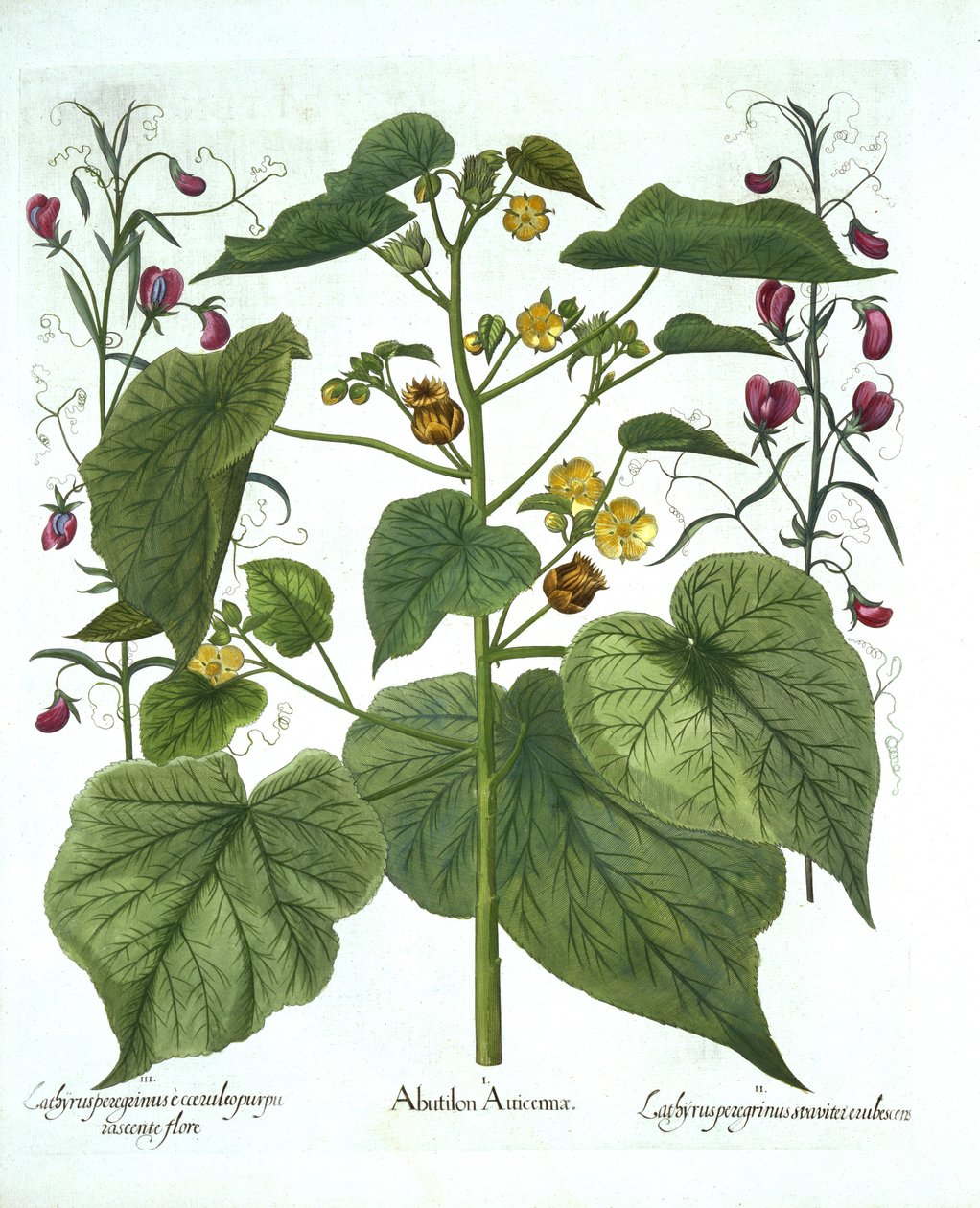 Aksamitny i słodki groszek, z Hortus Eystettensis, Basil Besler (1561-1629), wyd. 1613 (grawerowanie ręcznie kolorowane) autorstwa German School