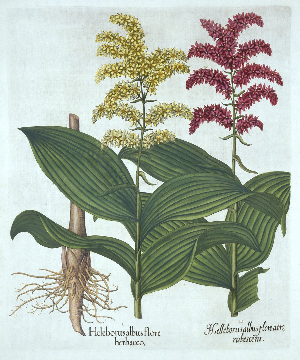 Veratrum, z „Hortus Eystettensis”, Basil Besler autorstwa German School